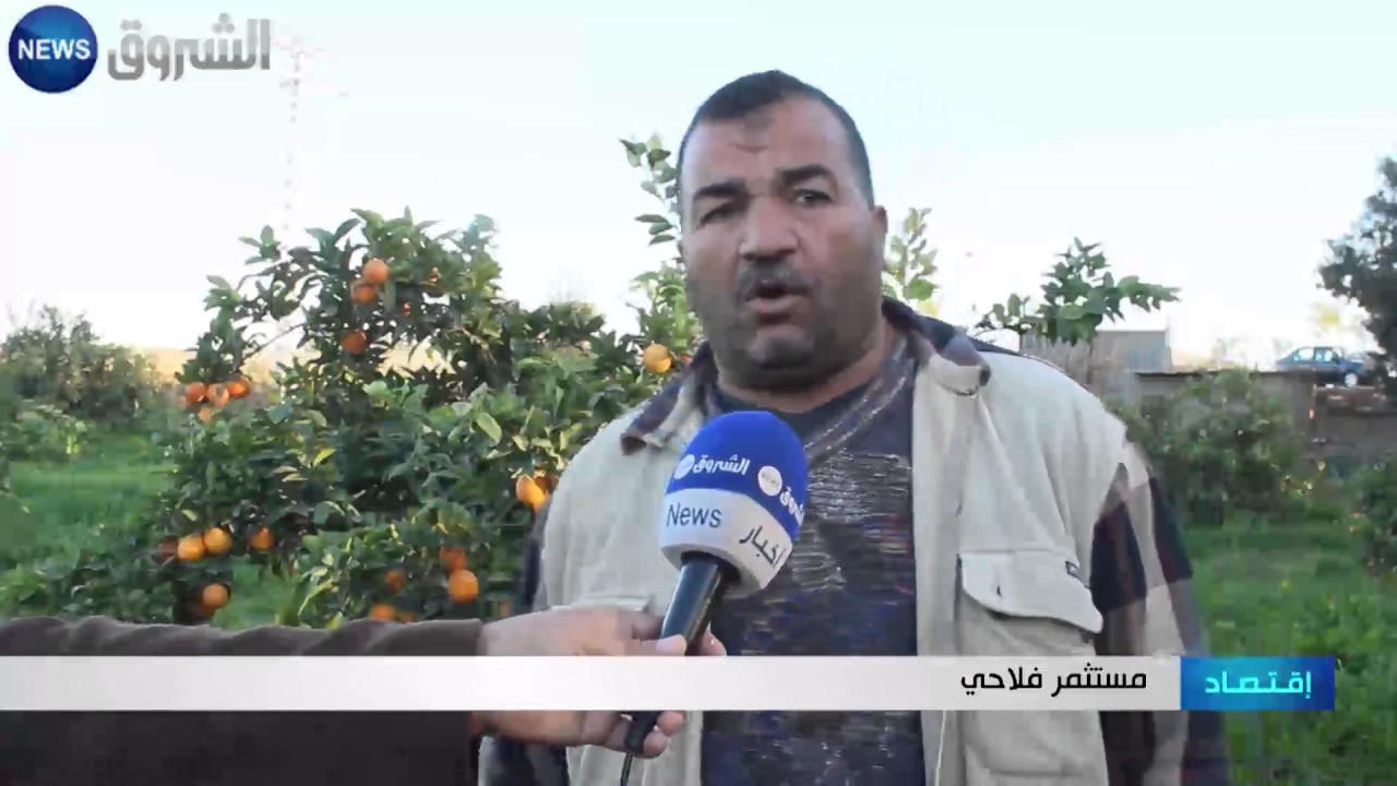"البرتقال الشلفي" المنتوج الذي يبحث عن مكانة في الاسواق العالمية
