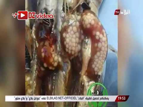 حبيبات في بطن الاسماك تثير المخاوف بين المواطنين