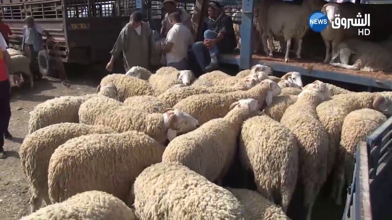 دراسة: أسعار الأضاحي في الجزائر هي الأغلى بين 15 دولة عربية