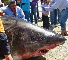 Ain Témouchent : Un requin blanc s’échoue sur la plage 5