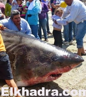 Ain Témouchent : Un requin blanc s’échoue sur la plage 1