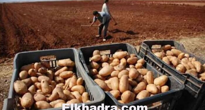البطاطا تحافظ على سعرها الخيالي بـ100 دج 1