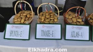 الصالون الدولي الخامس للبطاطا بمستغانم 2 batata-4-5-2015