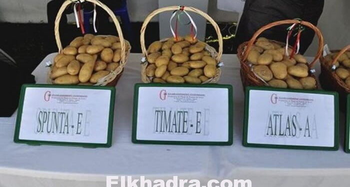 الصالون الدولي الخامس للبطاطا بمستغانم 1