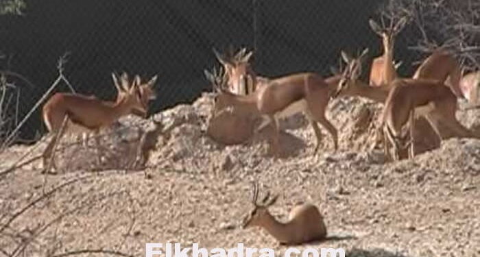 حجز غزلان مهربة للإمارات العربية بصحراء البيض 1