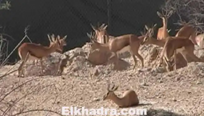 حجز غزلان مهربة للإمارات العربية بصحراء البيض