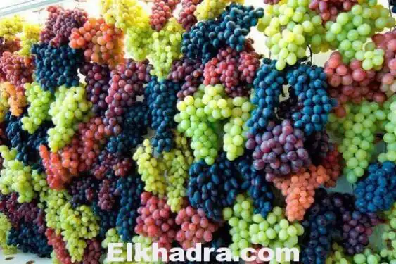 العنب.. دواء أهل الأرض وفاكهة أصحاب الجنان