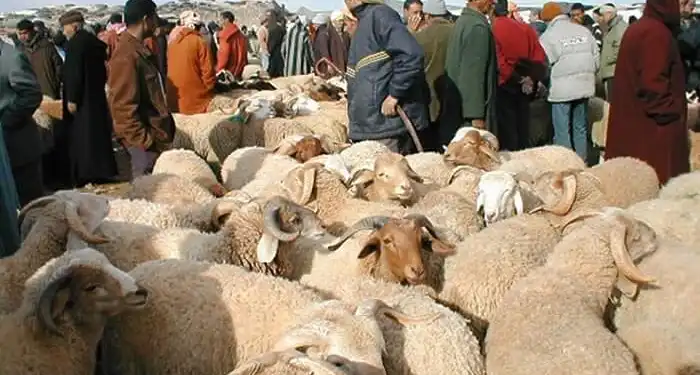 أسعار الأضاحي "المقبولة" لن تقل عن أربعة ملايين والكبش بثمانية ملايين 1