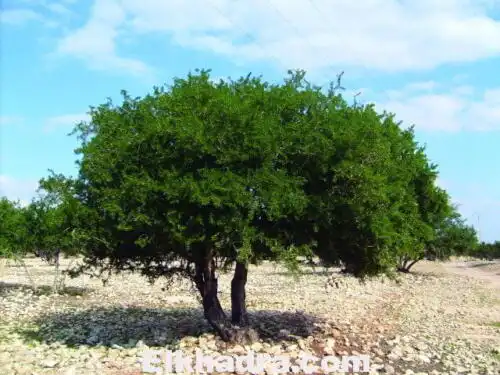 شجرة الأركان وجهة الباحثين عن الجمال