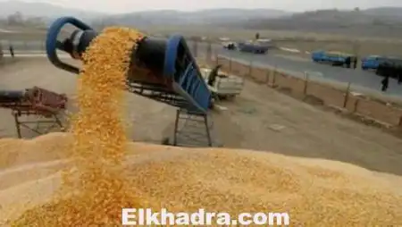 الجزائر ثاني مستورد للحبوب في العالم بـ 5.8 مليون طن