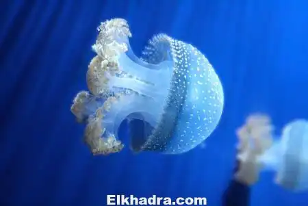 فيديو رائع حيوانات تنقظ اخرى من الموت