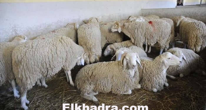 25ألف كبش عيد للبيع بالفاسيليتي للعمال دون فائدة 1