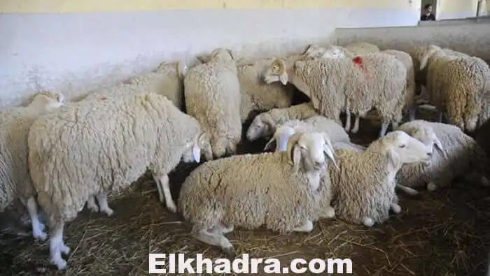25ألف كبش عيد للبيع بالفاسيليتي للعمال دون فائدة