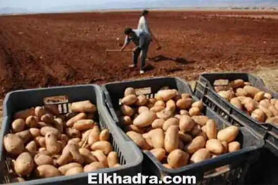 رجال الأعمال الروس مهتمون بزراعة البطاطا في الجزائر !