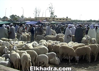 كبش عيد الأضحى المبارك.. البارونات يلهبون الأسعار ويعذّبون "الزوالية" 1
