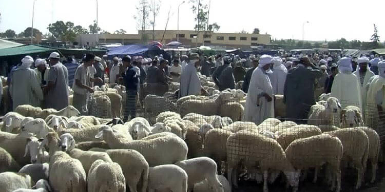 كبش عيد الأضحى المبارك.. البارونات يلهبون الأسعار ويعذّبون "الزوالية" 1