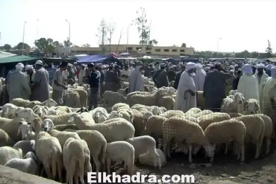 كبش عيد الأضحى المبارك.. البارونات يلهبون الأسعار ويعذّبون « الزوالية »