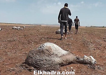 شاهد بالصور .. كارثة في ولاية الجلفة 1
