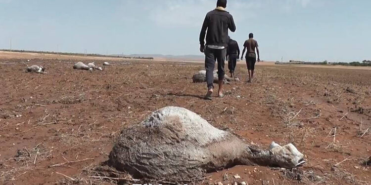 شاهد بالصور .. كارثة في ولاية الجلفة 1