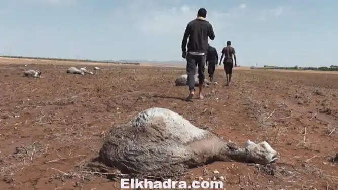 شاهد بالصور .. كارثة في ولاية الجلفة