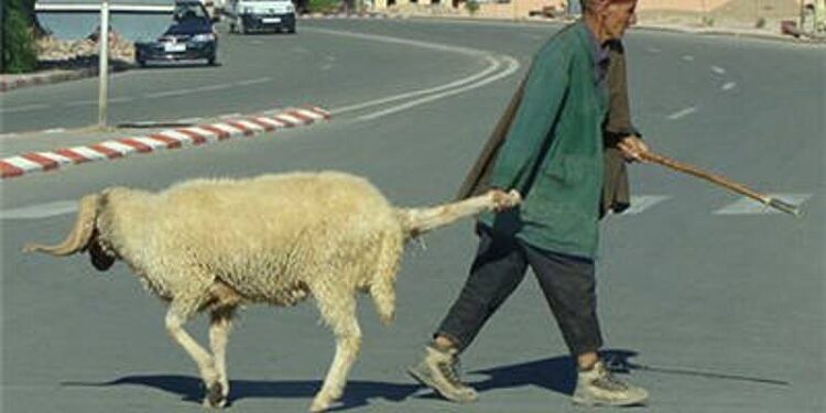 "الكبش".. لمن استطاع إليه سبيلا! 1