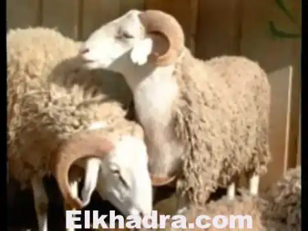 Aïd El Adha : 119 sites retenus pour la vente de moutons dans l’algérois