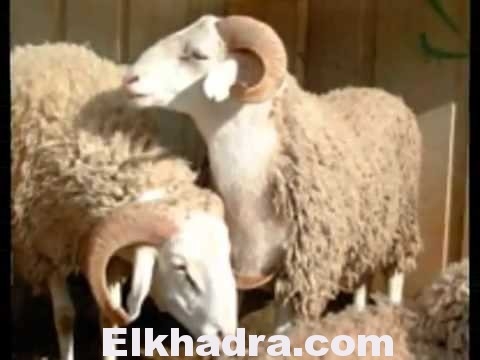 Aïd El Adha , Plus de 18.000 têtes de cheptels volées depuis le début l’année 1