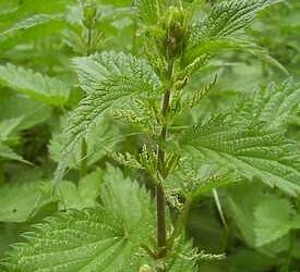 L’ortie pour fortifier les cheuveux 9