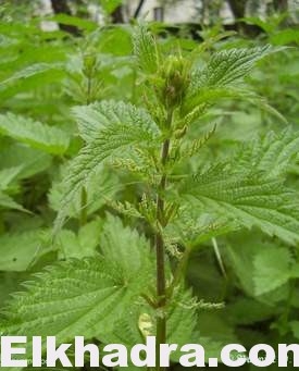 L’ortie pour fortifier les cheuveux 1