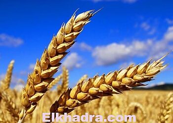 Céréales : baisse de près de 18% des importations, au 1er semestre 18