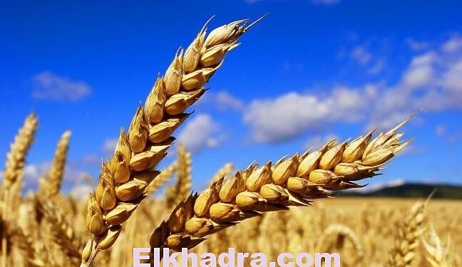 Céréales : la facture des importations en baisse de 28% 1