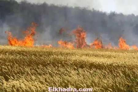 Constantine : 170 ha de céréales partis en fumée
