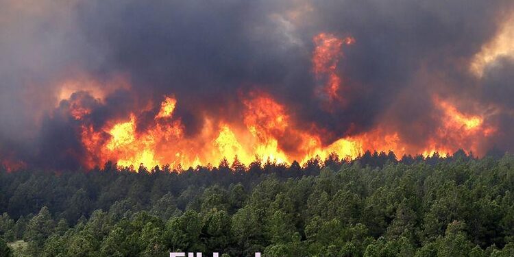 Incendies de forêt : près de 200 hectares partis en fumée ce vendredi dans 18 wilayas 1
