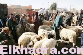 Aïd El-Adha 2016 : 456 points de vente de bétail à travers 33 wilayas à compter du 1er septembre