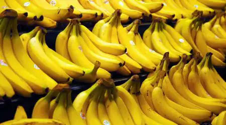 L’Importation de la banane suspendue