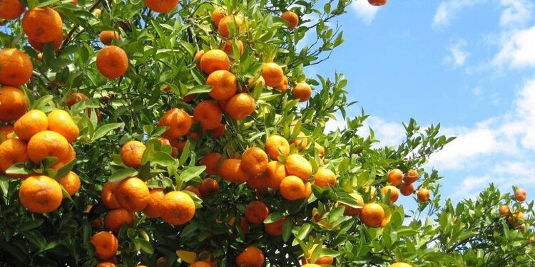 L’Algérie veut interdire l’importation des agrumes durant la période de récolte 1