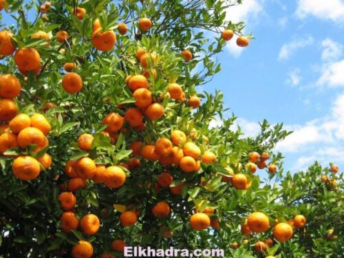 L’Algérie veut interdire l’importation des agrumes durant la période de récolte 2