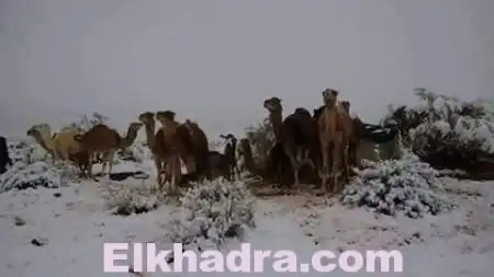 بالصور .. الثلوج تغطي صحراء الجزائر