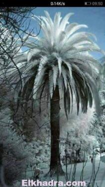 بالصور .. الثلوج تغطي صحراء الجزائر 5