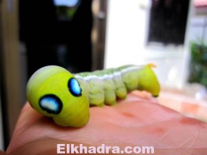 "حشرات فضائية" تقلق العلماء 2