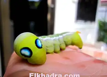 "حشرات فضائية" تقلق العلماء 6