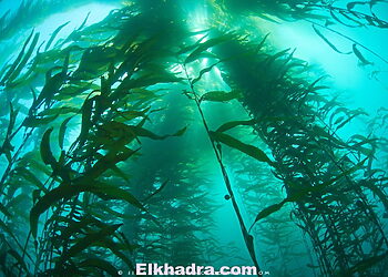 Very few experiences are quite like swimming through a large, healthy kelp forest.  The feeling of flying through three dimensional space is one of the main draws of SCUBA diving in California.