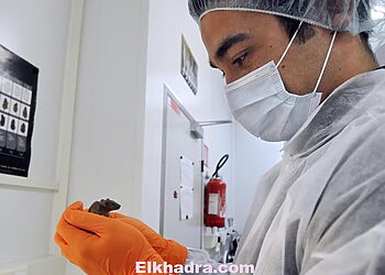 French Fabien Danjan of CNRS (French Reseach Institut Center) handles a mouse before introducing in its uterus an embryo with stem cells to set a genetically modified line, on February 9, 2012, at the Centre d'Immunologie de Marseille-Luminy (CIML), in the transgenesis laboratory which in charge to create animals  in order to understand how genes work, in Marseille, southern France.
 AFP PHOTO / ANNE-CHRISTINE POUJOULAT (Photo credit should read ANNE-CHRISTINE POUJOULAT/AFP/Getty Images)