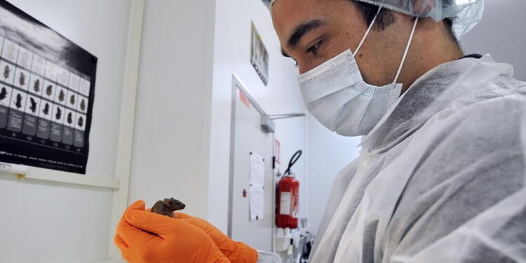 French Fabien Danjan of CNRS (French Reseach Institut Center) handles a mouse before introducing in its uterus an embryo with stem cells to set a genetically modified line, on February 9, 2012, at the Centre d'Immunologie de Marseille-Luminy (CIML), in the transgenesis laboratory which in charge to create animals  in order to understand how genes work, in Marseille, southern France.
 AFP PHOTO / ANNE-CHRISTINE POUJOULAT (Photo credit should read ANNE-CHRISTINE POUJOULAT/AFP/Getty Images)
