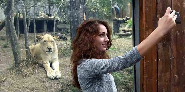A womans takes a selfie in front of the lions open-air cage at the Tbilisi zoo on September 13, 2015. The zoo has reopened today after been destroyed by last June floods. AFP PHOTO / VANO SHLAMOV        (Photo credit should read VANO SHLAMOV/AFP/Getty Images)