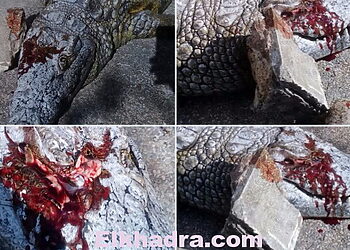 ضجة في تونس بسبب رجم تمساحٍ حتى الموت.. ووزير البيئة يتدخل 11