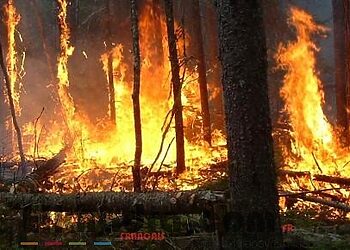 22 feux de forêts à travers 11 wilayas : une personne décédée et deux grièvement brûlées 2
