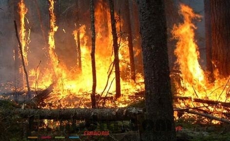 22 feux de forêts à travers 11 wilayas : une personne décédée et deux grièvement brûlées 1