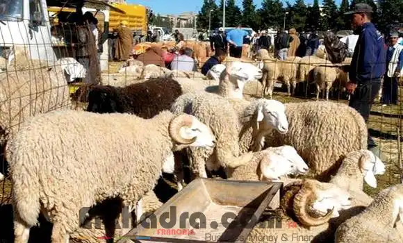 Les citoyens appelés à éviter les sites non agréés pour l’achat du mouton de l’Aïd El Adha