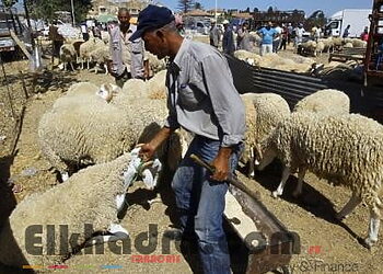 Aïd El Adha 2017 : Installation de 23 sites de vente directe de moutons 1